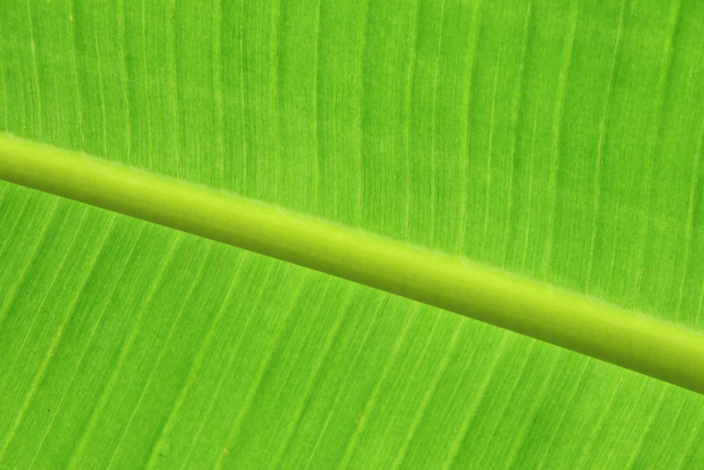 green leaf